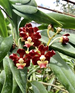 Vanda merrillii