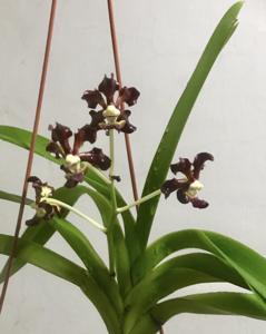 Vanda merrillii