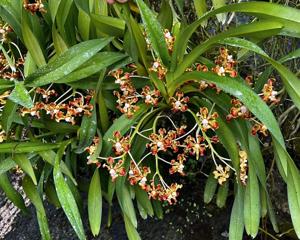 Vanda merrillii