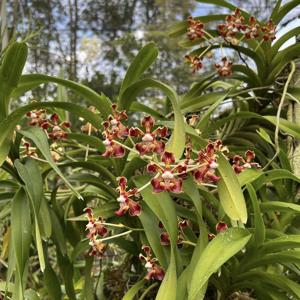 Vanda merrillii