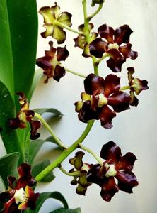 Vanda merrillii