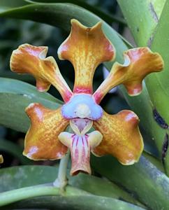 Vanda merrillii