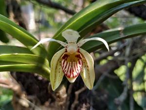 Vanda pumila