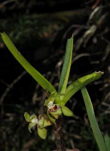 Vanda pumila