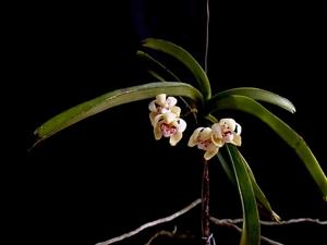 Vanda pumila