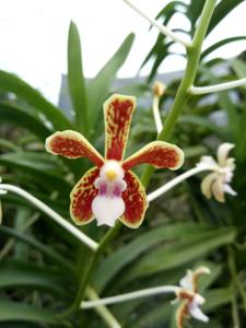 Vanda punctata