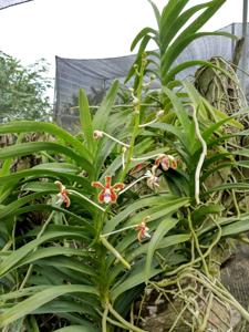 Vanda punctata