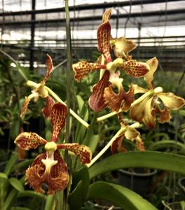 Vanda roeblingiana