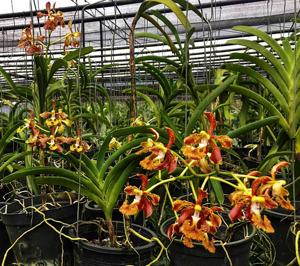 Vanda roeblingiana