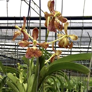 Vanda roeblingiana