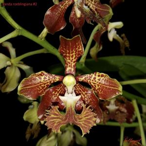 Vanda roeblingiana