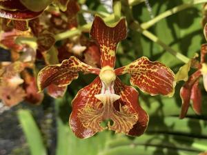 Vanda roeblingiana