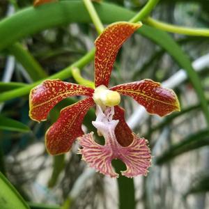 Vanda roeblingiana