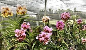 Vanda sanderiana