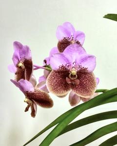 Vanda sanderiana