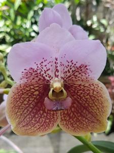 Vanda sanderiana