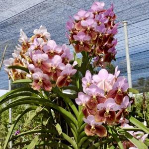 Vanda sanderiana