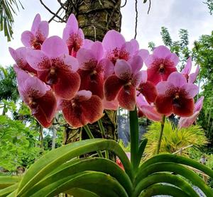 Vanda sanderiana var. froebeliana