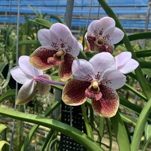 Vanda sanderiana