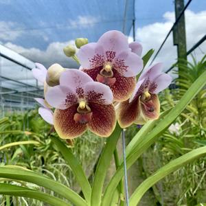 Vanda sanderiana