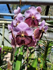 Vanda sanderiana