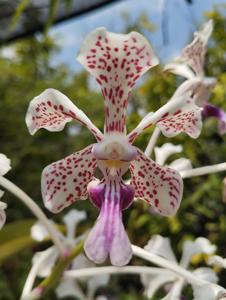 Vanda suavis