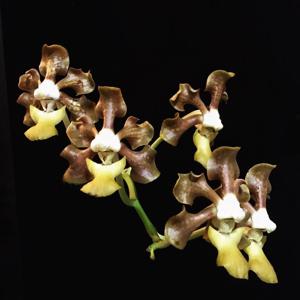 Vanda sumatrana