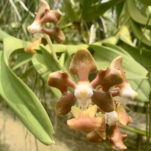 Vanda sumatrana