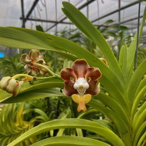 Vanda sumatrana