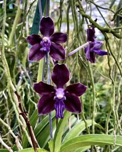 Vanda tessellata