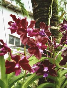 Vanda tessellata