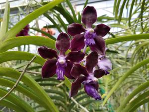 Vanda tessellata