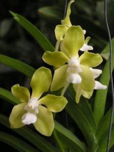 Vanda tessellata