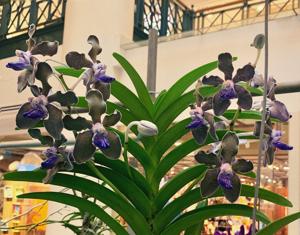 Vanda tessellata