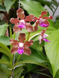 Vanda tessellata