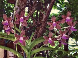 Vanda tessellata