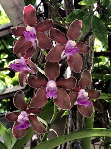 Vanda tessellata