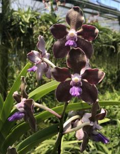 Vanda tessellata