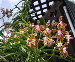 Vanda tessellata