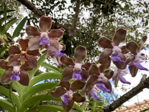 Vanda tessellata