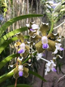 Vanda tessellata