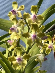 Vanda tessellata