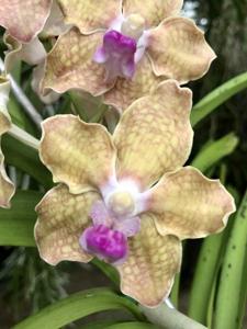 Vanda tessellata