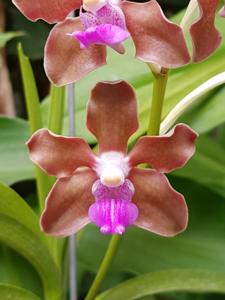 Vanda tessellata