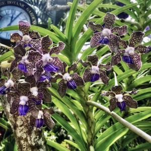 Vanda tessellata