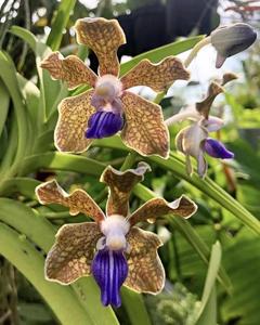 Vanda tessellata