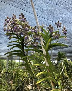 Vanda tessellata