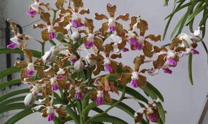 Vanda tessellata