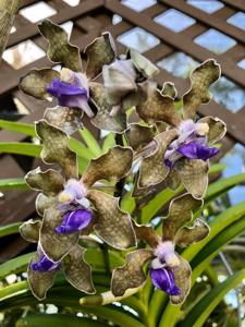 Vanda tessellata