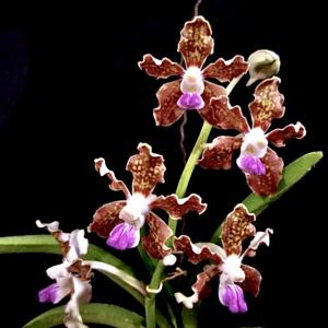 Vanda tessellata